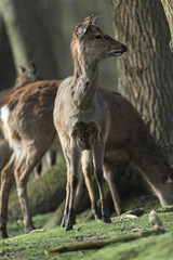 Naklejka na ściany i meble Red deer doe at edge of sunny forest looking away.