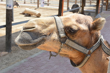 camel at the zoo