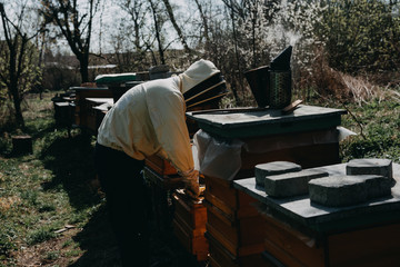 Bees in honeycomb, garden home