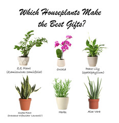 Set of different houseplants on white background. Best gifts for plant lovers