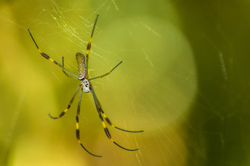 spider on the web
