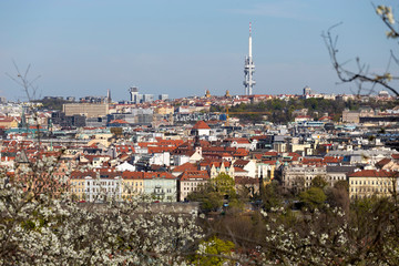 Spring Prague City with green Nature and flowering Trees from the Hill Petrin, Czech Republic