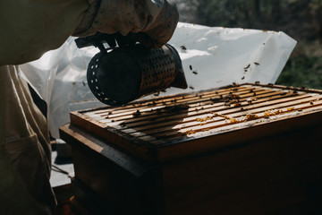 Bees in honeycomb, garden home