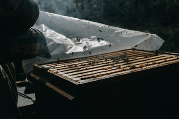 Bees in honeycomb, garden home