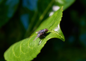 A shiny Housefly (Musca domestica) sitting on a bright green leaf in a garden.
