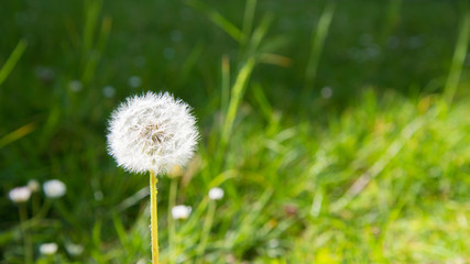 Close up of a dandelion. Blurred green grass in the background