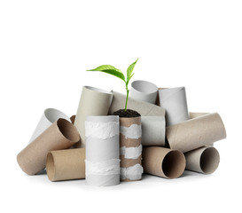 Empty toilet paper rolls and plant on white background