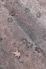 starfish on the sand