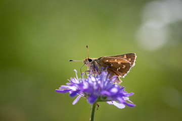 Moth butterfly on a spring flower collecting pollen and nectar