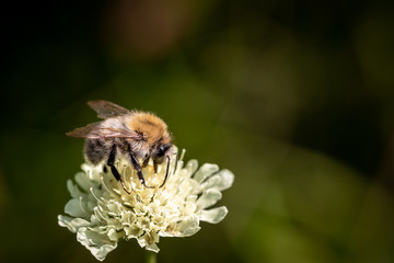 Wild bee on a spring flower collecting pollen and nectar