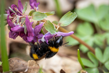 Bumblebee on a spring flower collecting pollen and nectar