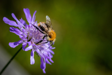 Wild bee on a spring flower collecting pollen and nectar