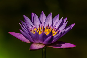 purple water lily