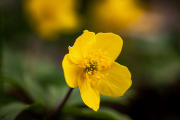 Imperfect yellow flower in a spring meadow
