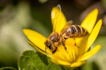 Bee on a spring flower collecting pollen and nectar