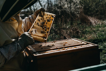 The beekeeper holds a honey cell with bees in his hands. Apiculture. Apiary
