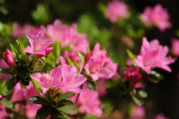 ツツジ　鹿児島県出水市