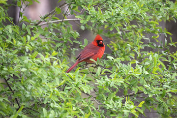 Male cardinal sitting in bushes 