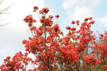 ツツジ　鹿児島県出水市