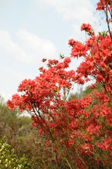 ツツジ　鹿児島県出水市
