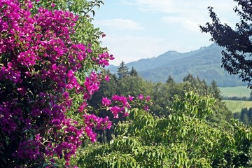 mountain view with purple blossoms 1
