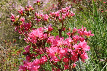 つつじ　鹿児島県出水市