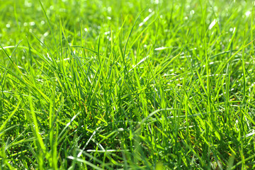 Lush green grass outdoors on sunny day, closeup