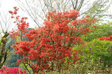 つつじ　鹿児島県出水市