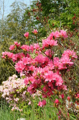 つつじ　鹿児島県出水市
