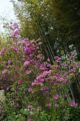 つつじ　鹿児島県出水市