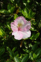 Obraz premium つつじ 鹿児島県出水市