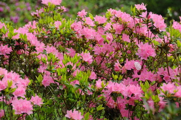 つつじ　鹿児島県出水市
