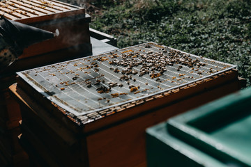 The beekeeper holds a honey cell with bees in his hands. Apiculture. Apiary