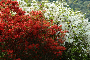 つつじ　鹿児島県出水市