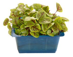 Micro shoots of sorrel veined in a jar