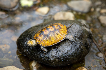 ニホンイシガメ