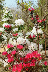つつじ　鹿児島県出水市
