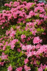 つつじ　鹿児島県出水市