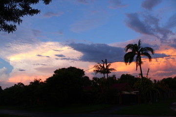 palm trees at sunset
