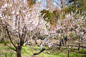 井の頭公園の梅