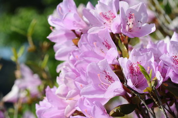 つつじ　鹿児島県出水市
