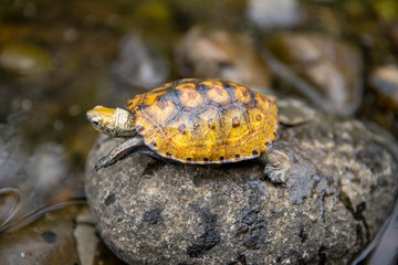 ニホンイシガメ