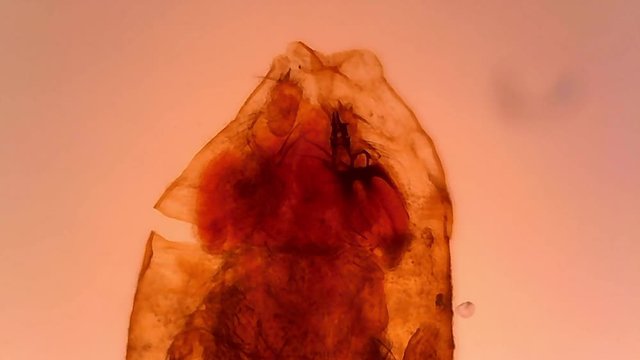 Microscope Drosophila Chrysalis Whole Mount x1200