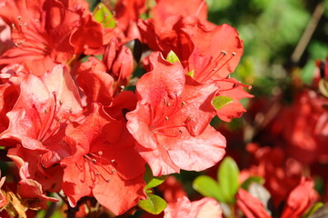 Obraz premium つつじ 鹿児島県出水市