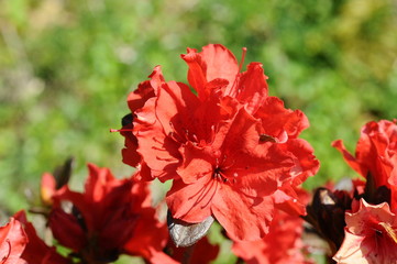 つつじ　鹿児島県出水市