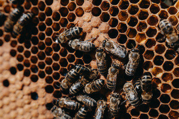 The beekeeper holds a honey cell with bees in his hands. Apiculture. Apiary