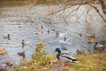 Mallard ducks and drakes rest on river bank in warm autumn