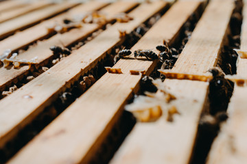 Bees in honeycomb, garden home