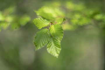 green leaves on the tree