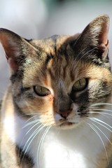 Closeup of a Beautiful Calico Cat